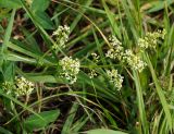 Galium mollugo