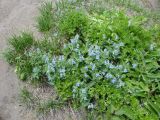 Mertensia pubescens. Цветущие растения. Камчатский край, Елизовский район, природный парк \"Вулканы Камчатки\", Пиначевский перевал, 1116 м н.у.м., Ю-В склон. 20.07.2009.