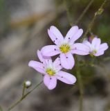 Minuartia picta