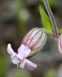 Silene obscura