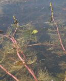 Myriophyllum sibiricum