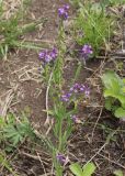 Polygala comosa