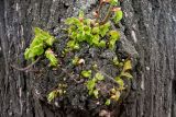 Tilia cordata