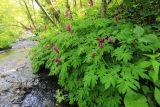 Corydalis macrantha. Цветущие растения. Приморский край, Тернейский р-н, окр. пгт Терней, смешанный лес в долине ручья. 09.06.2022.