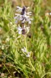 Nepeta mariae