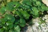 Glechoma hederacea