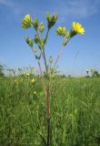 Potentilla obscura. Верхняя часть цветущего растения. Луганская народная республика, г. Луганск, пос. Вергунский разъезд, межбалочный водораздел, степь. 13.06.2021.