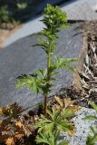 Potentilla intermedia. Побег с бутонами. Ленинградская обл., г. Приморск, окр. кирхи Св. Марии Магдалины, берег бухты Катерлахти, в щели между каменными плитами основания звонницы. 11.06.2023.