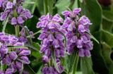 Phlomoides oreophila