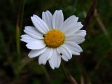 Anthemis arvensis