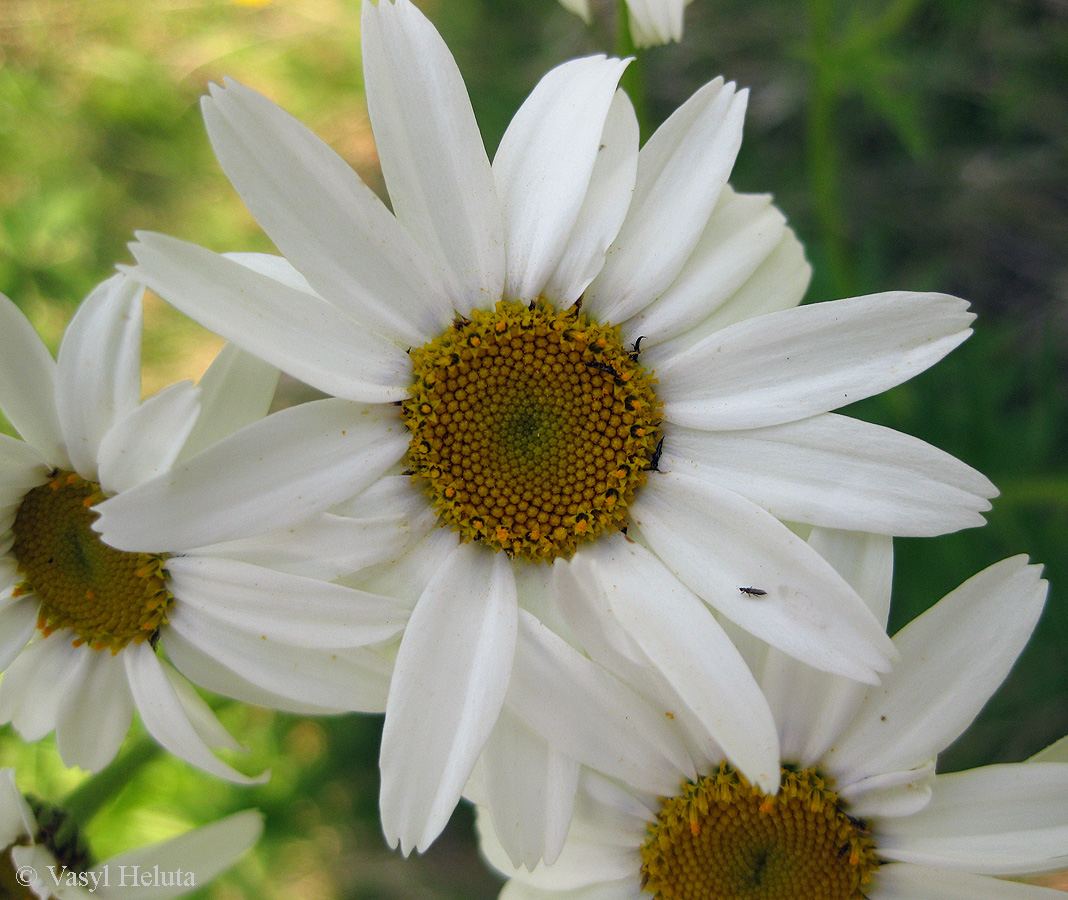 Изображение особи Pyrethrum clusii.