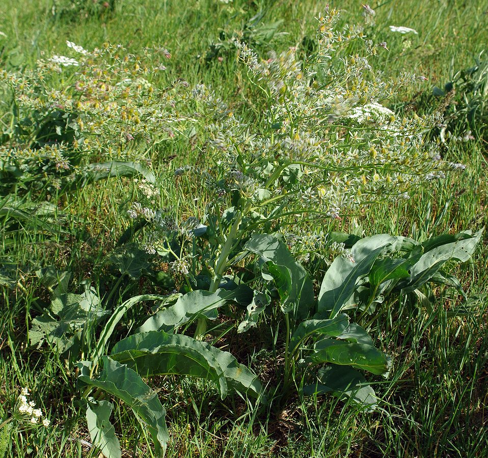 Image of Rindera echinata specimen.