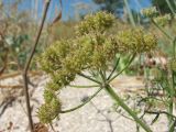 Astrodaucus littoralis