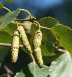 род Betula. Незрелые соплодия. Приморье, окр. Артёма, Владивостокский аэропорт \"Кневичи\". 24.08.2009.