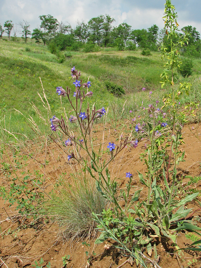 Изображение особи Anchusa azurea.