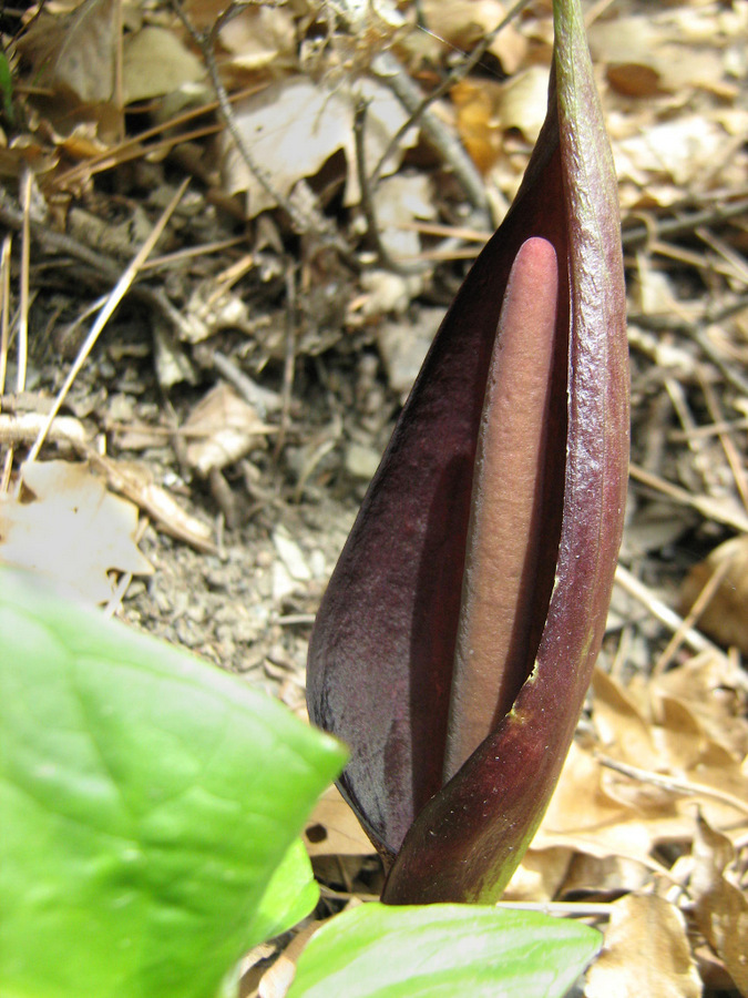 Изображение особи Arum elongatum.