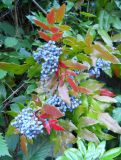 Mahonia aquifolium