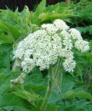 Heracleum dissectum. Верхушка цветущего растения. Якутия (Саха), территория г. Алдан. 14.06.2012.