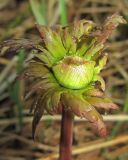 Trollius europaeus