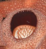 Rafflesia arnoldi