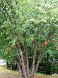 Ostrya carpinifolia. Группа плодоносящих деревьев. Хорватия, Лика-Сень, Национальный парк «Плитвицкие озёра», сквер у входа на экскурсионные маршруты. 05.09.2012.