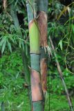 genus Bambusa. Часть побега. Таиланд, национальный парк Си Пханг-нга. 19.06.2013.