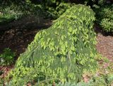 Picea abies. Вегетирующее растение ('Inversa'). Германия, г. Дюссельдорф, Ботанический сад университета. 04.05.2014.