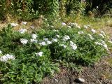 Achillea millefolium. Цветущие растения. Мурманская обл., Североморский р-н, пгт Росляково, обочина просёлка. 03.08.2014.