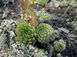 Orostachys spinosa