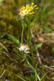 Anthyllis macrocephala