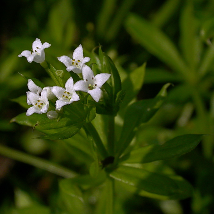 Изображение особи Galium rivale.