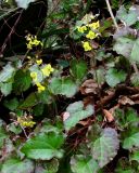 Epimedium colchicum. Цветущие растения. Листья поражены фитопатогенным грибом (вероятно, Phyllosticta epimedii Sacc.). Краснодарский край, Сочи, окр. Адлера, широколиственный лес. 16.02.2015.