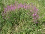 Astragalus macropterus