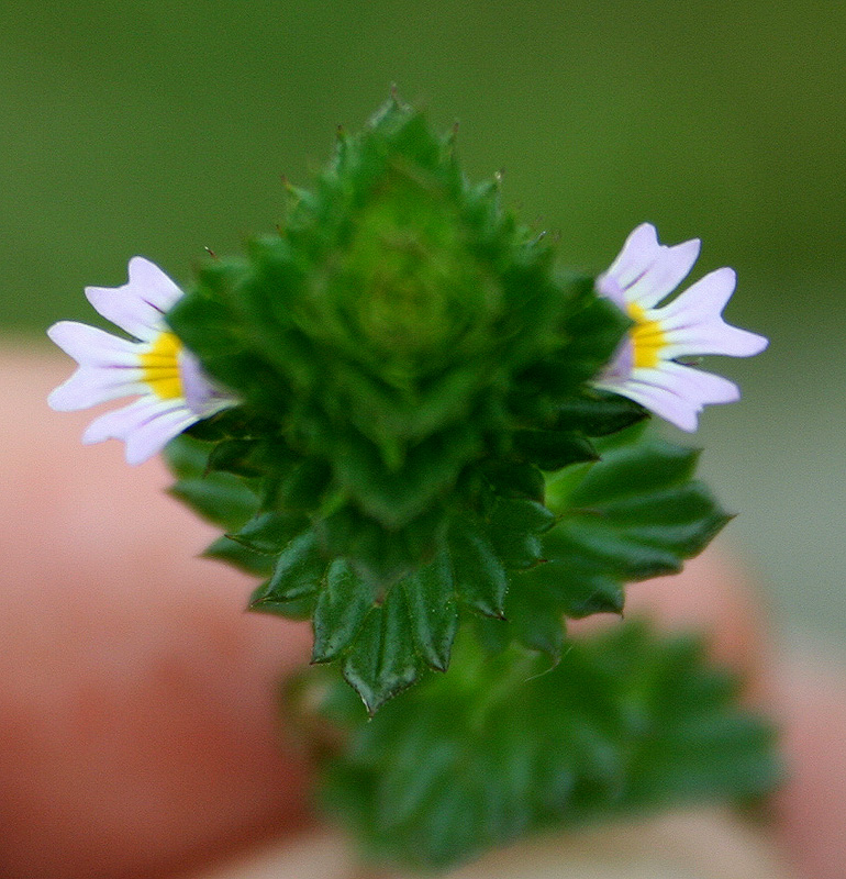 Изображение особи Euphrasia pectinata.