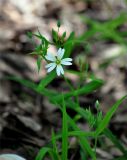 Stellaria holostea. Верхушка цветущего растения. Московская обл., окр. г. Железнодорожный, смешанный лес. 11.05.2016.