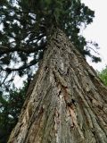 Sequoiadendron giganteum. Нижняя часть ствола. Нидерланды, г. Маастрихт, озеленение. Июль.