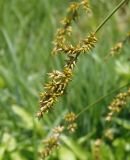 Carex elongata. Соплодие. Украина, Тернопольская обл., Кременецкий р-н, окраина г. Почаев, влажный луг севернее города. 31.05.2015.