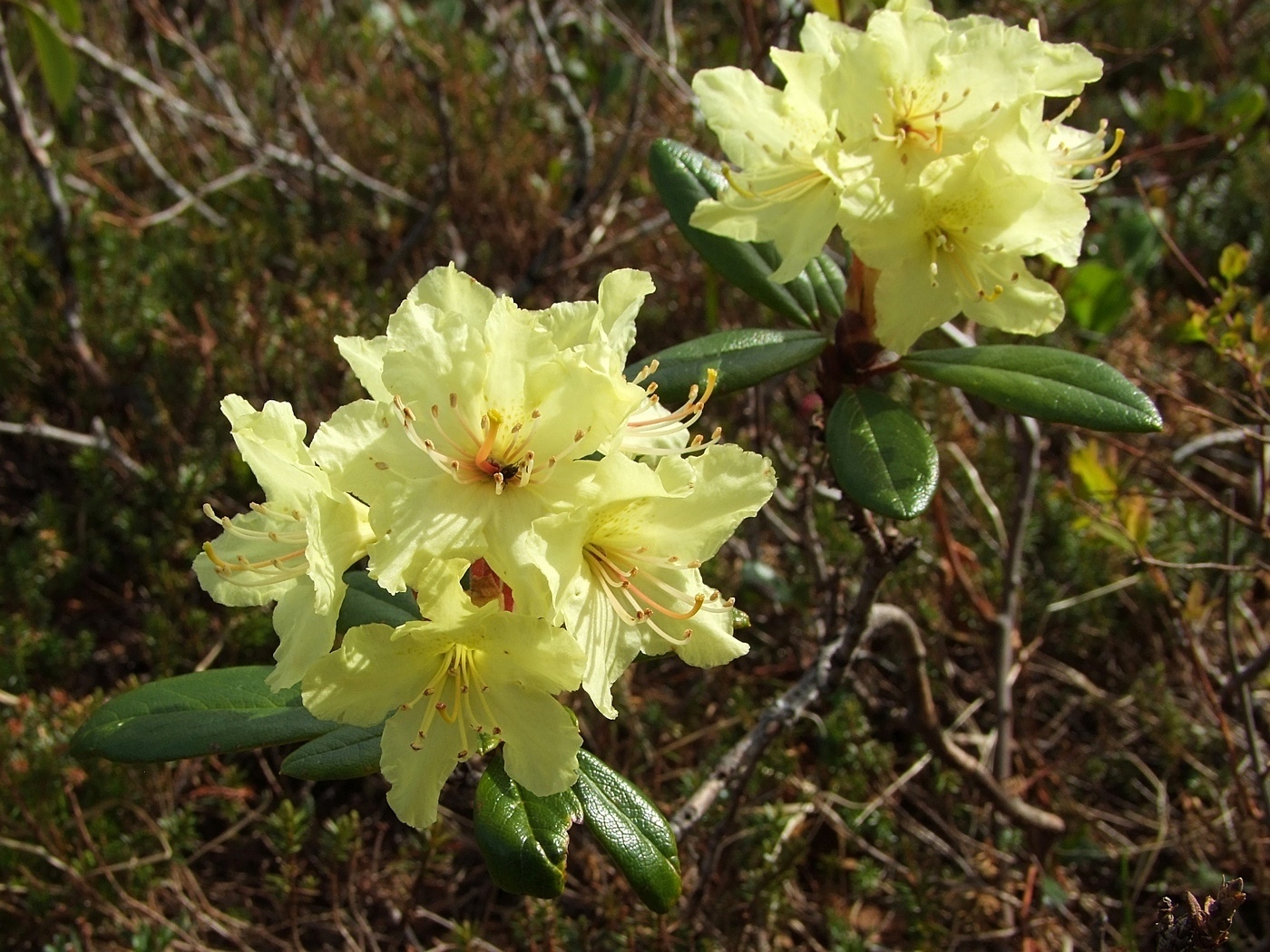 Изображение особи Rhododendron aureum.