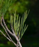 Grevillea hodgei