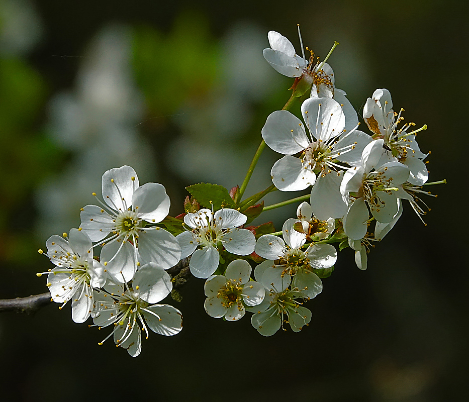 Изображение особи Cerasus vulgaris.