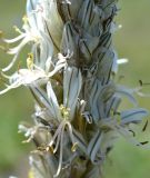 Asphodeline taurica. Часть соцветия с цветками,. Крым, Тарханкутский п-ов, ур. Джангуль, петрофитная степь. 11 мая 2017 г.