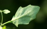 Arabidopsis gemmifera