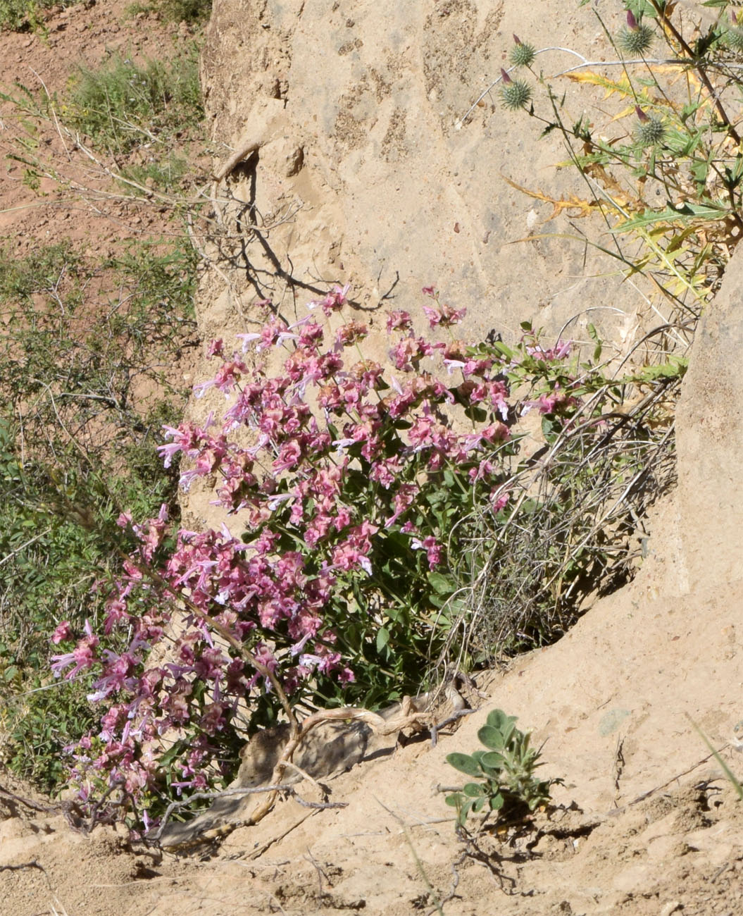 Изображение особи Salvia bucharica.