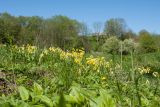 Primula veris