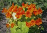 Tropaeolum majus