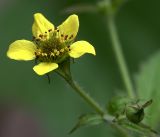 Geum urbanum