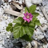 Rubus arcticus. Цветущее растение. Пермский край, г. Пермь, Ленинский р-н, мкр-н Центр, клумба у офисного здания. 23.06.2018.