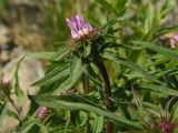 Aster sibiricus