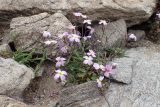 Malcolmia flexuosa