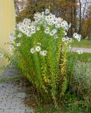 Leucanthemella serotina